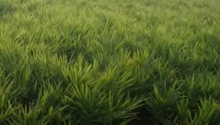 Fresh Ginger for Sale